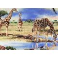 Out of Africa - Giraffe